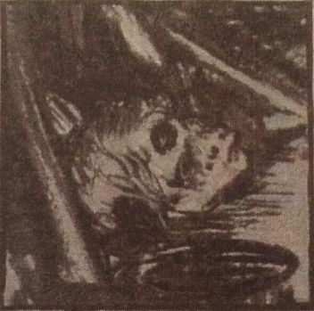 Steele: Skull in cellar crypt (Shoscombe Old Place)